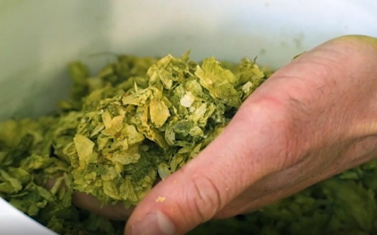 dried hops beer ingredients