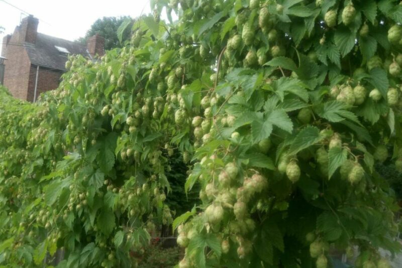 green hops in chorlton
